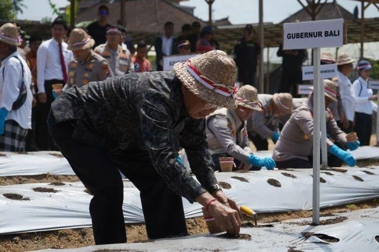 Bali Pecahkan Rekor MURI Penanaman Bawang Putih, Koster Dorong Penguatan Ketahanan Pangan